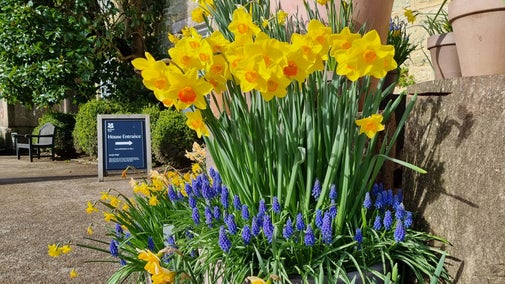 Spring bulb display in the courtyard at Petworth